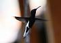 Hummingbird Garden Photo: Black Jacobin